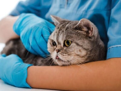 Смертельный вирус кошек
